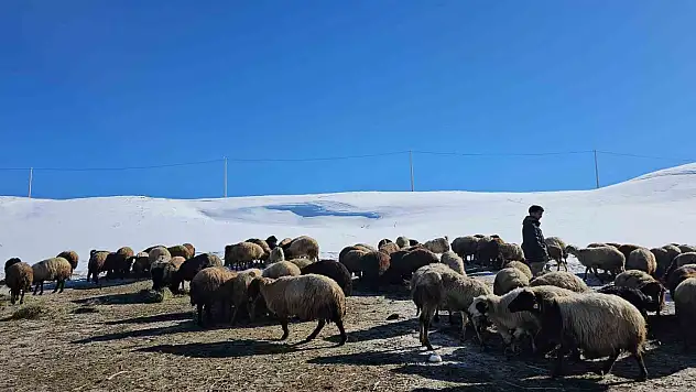 Sütey Yaylası'nda çiftçilerin zorlu kış mesaisi devam ediyor