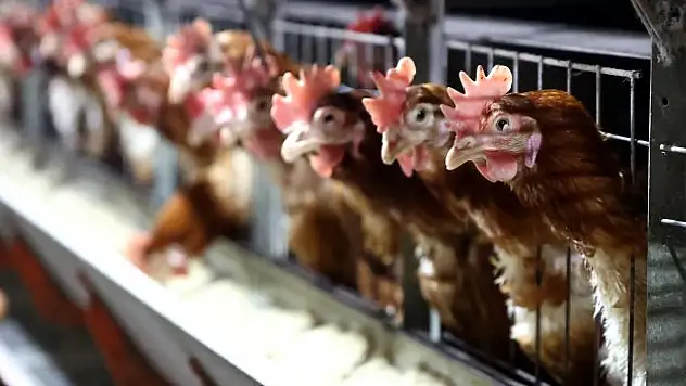 İnsan sağlığına etkisi araştırılıyor