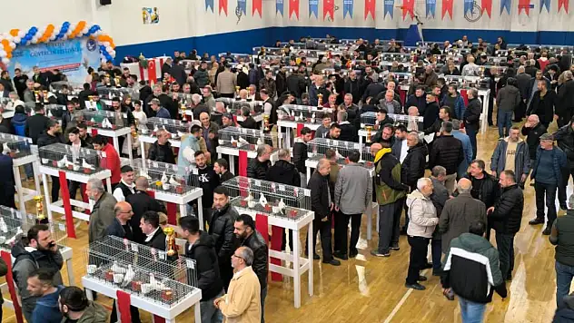 Güvercin Festivali'ne büyük ilgi