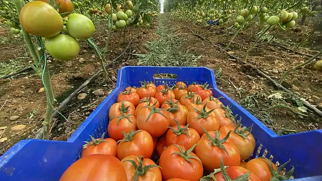 Ocakta domatesin miktarı da fiyatı da arttı