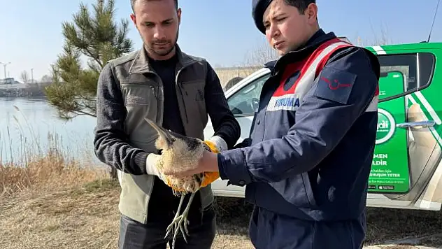 Muş'ta Balaban Kuşu