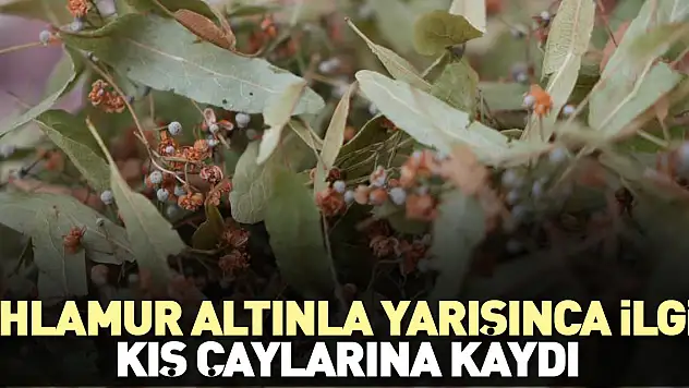 KIŞ ÇAYINA YOĞUN İLGİ