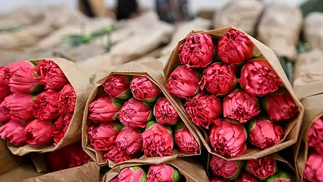 Sevgililer Günü için 75 milyon dal çiçek ihracatı