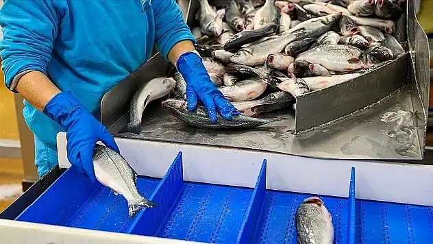 Doğu Karadeniz'den 7,3 milyon dolarlık su ürünü ihraç edildi