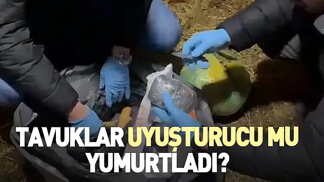 Tavuklar uyuşturucu mu yumurtladı?