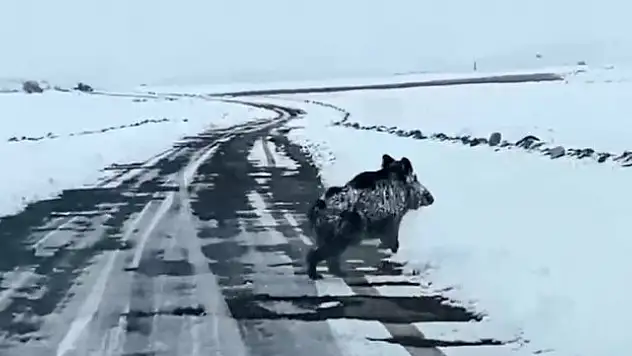 Yaban domuzu şaşırttı