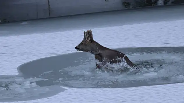 Karacanın zor anları