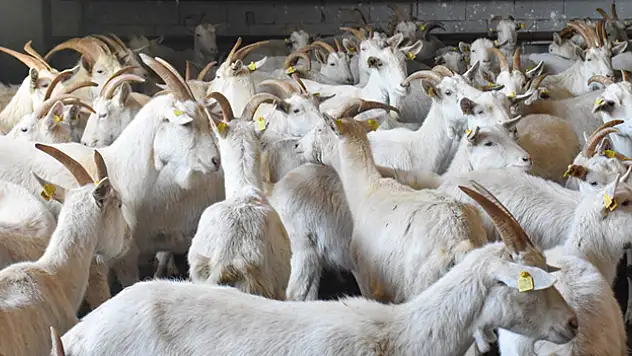 Devlet desteğiyle  'Saanen ırkı' keçi yetiştiriliyor