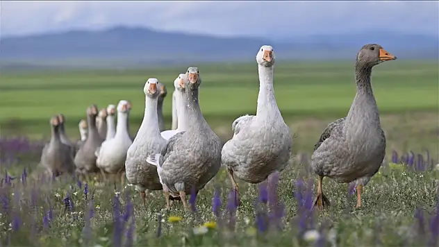 Devlet desteğiyle 20 çiftçiye 1980 kaz dağıtılacak