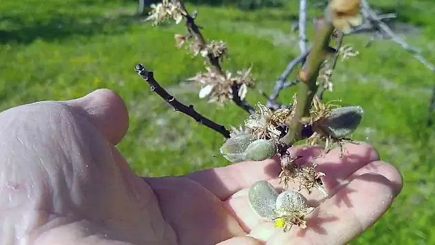 Datça'da mevsimin ilk çağlası çıktı