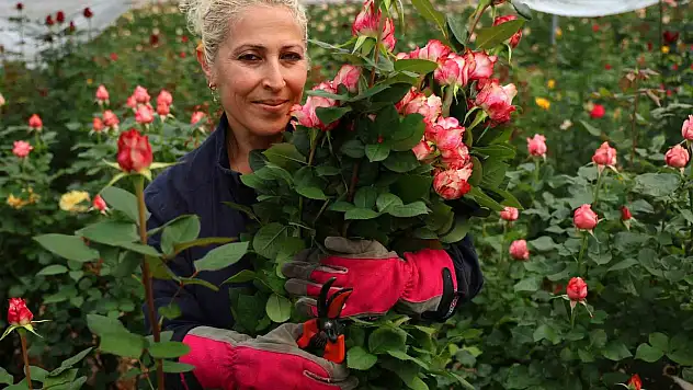 İthal gül, yerli gülün fiyatını düşürdü