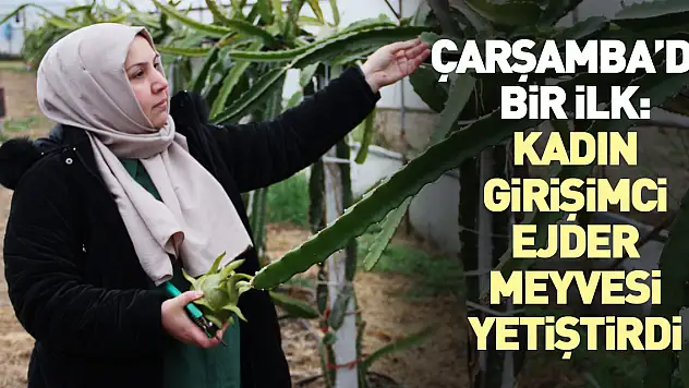 Çarşamba'da bir ilk: Kadın Girişimci Ejder meyvesi yetiştirdi