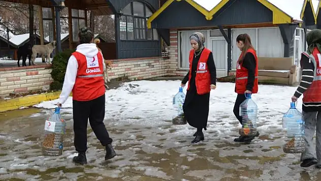 Kızılay sokak hayvanları beslendi