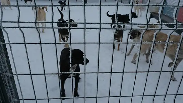 Yozgat'ta 'Evcil Köy' projesi