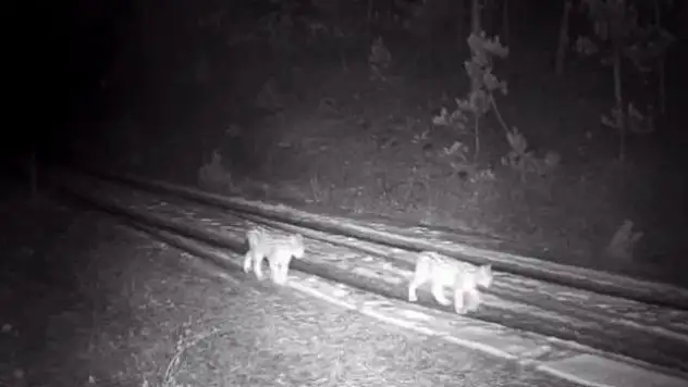 'Ormanın hayaleti' görüldü