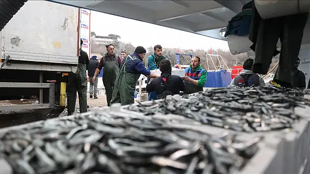 Hamsi bolluğu balıkçıların yüzünü güldürdü
