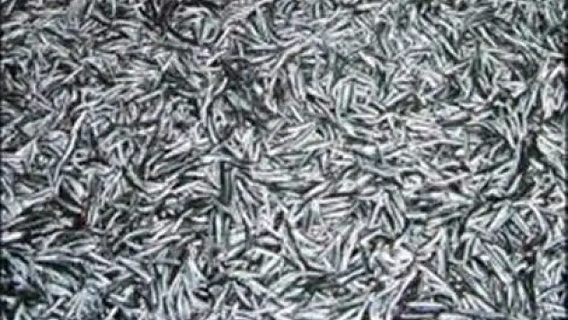 Fransızlar Hamsiyi sevdiler