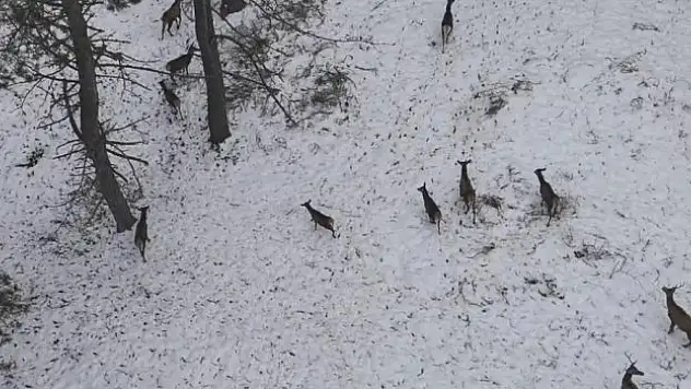 Doğadaki Cerrah kartpostallık görüntüler çekti