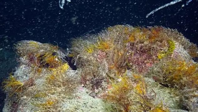 Müsilajın denizel ekosisteme etkisi