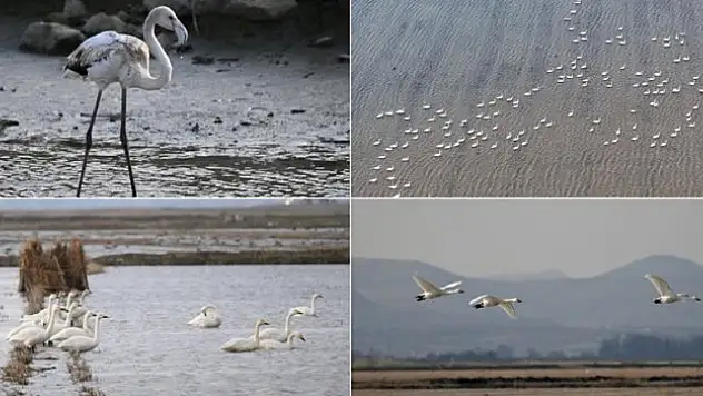 250'ye yakın kuş türüne ev sahibi