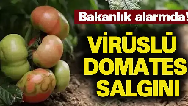 Virüslü domates alarmı!