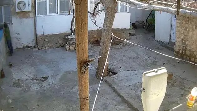 Acemi hırsız ev sahibine yakalandı