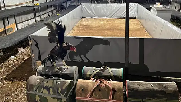 Horoz dövüşüne ceza yağdı