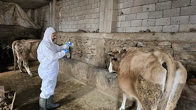 Çanakdüzü köyünde şap alarmı, bölge karantinaya alındı