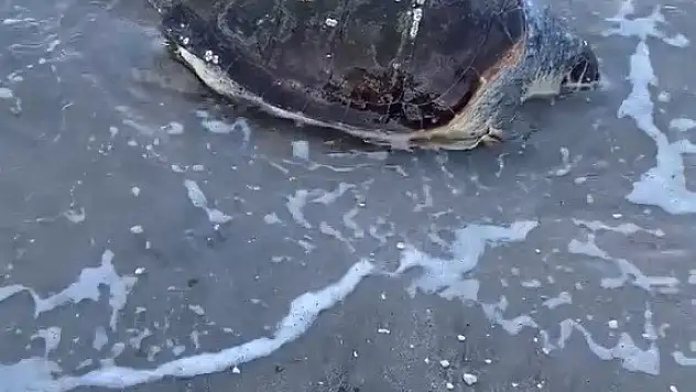 Deniz kaplumbağası kıyıya vurdu