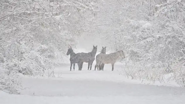 Samsun'da yaban hayatı koruma sahasında hayvanlar yemlendi