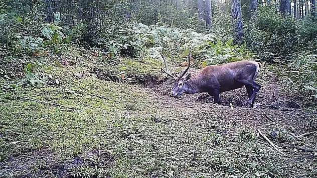 Yaban hayatı fotokapana yakalandı