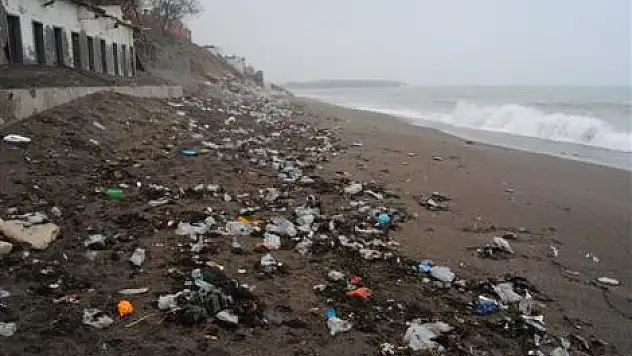 Karadeniz'de yavru yunus ölü bulundu