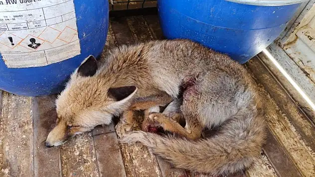 Yaralı tilki tedavi altına alındı