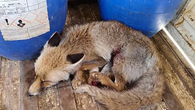 Tilki tedavi altına alındı