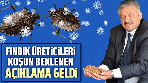 Fındık üreticileri koşun  Kahverengi kokarca için beklenen açıklama geldi