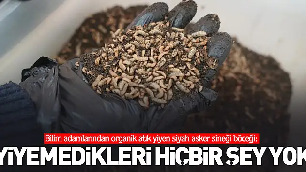 'Yiyemedikleri hiçbir şey yok'
