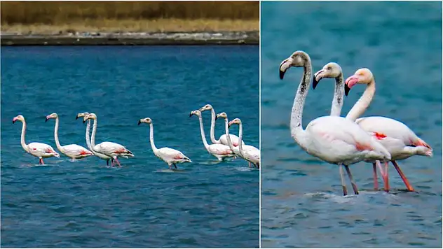 Van Gölü havzası flamingolar için 'güvenli liman' oldu