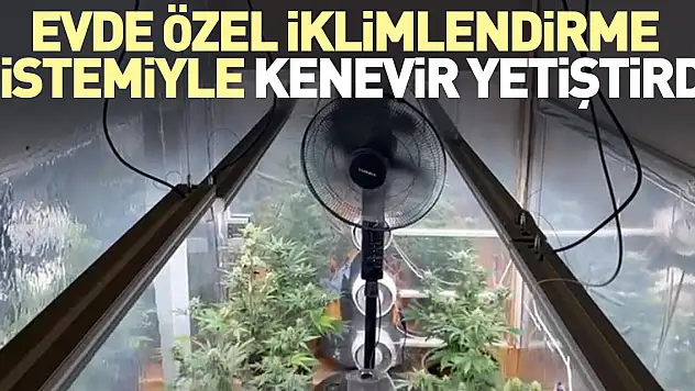 Evde özel iklimlendirme sistemiyle kenevir yetiştirdi