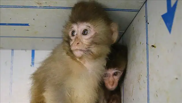 Gümrükte ele geçirildi, korumaya alındı