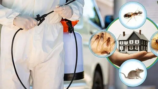 Böcek İlaçlama Hizmeti Almadan Önce Bilmeniz Gerekenler