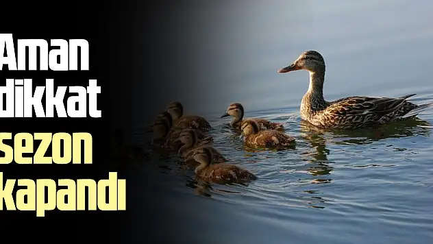 Aman Dikkat sezon kapandı