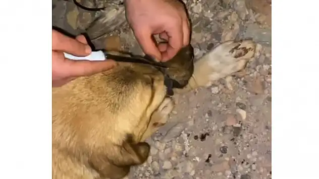 Ağzı bağlanan köpeği, polis ve vatandaşlar kurtardı