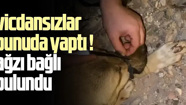 Diyarbakır'da ağzı bağlanan köpeği, polis ve vatandaşlar kurtardı