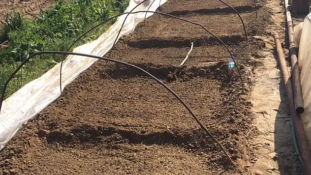 Ata tohumu biberi toprakla buluştu