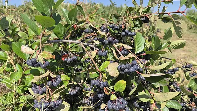 Çiftçinin aronyoları, öğrencilerin elinde reçele dönüştü