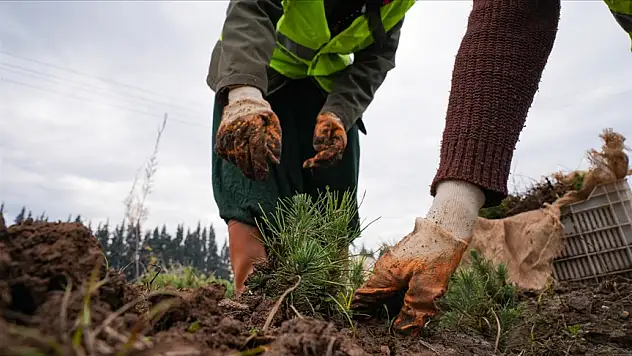 Orman alanları gençleştiriliyor