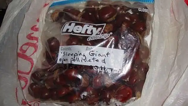 OMÜ Çin malı kestaneyi araştırıyor