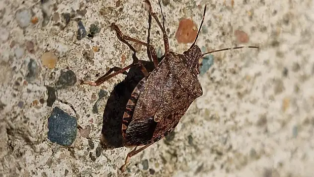 Kahverengi kokarca ile mücadele