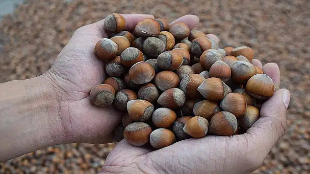 Fındık ihracatından 426 milyon doları aşkın gelir sağlandı