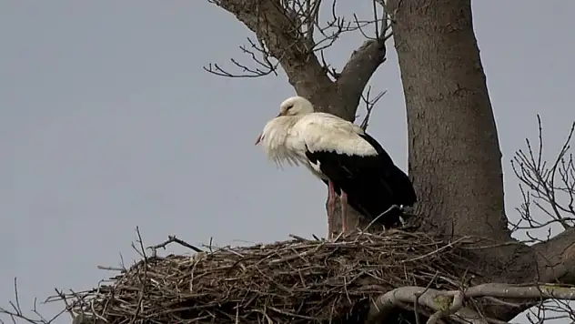 Leyleklerde ezber bozan durum